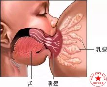 南阳月嫂泓德家政公司_涨奶怎么办？